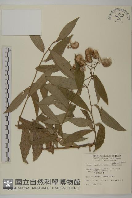 大頭艾納香藏品圖，第1張