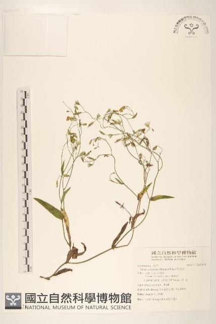 兔仔菜藏品圖，第1張