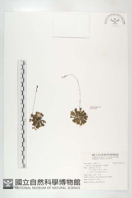 小毛氈苔藏品圖，第1張