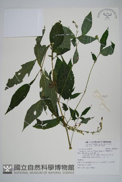 尼氏擬馬偕花藏品圖，第1張