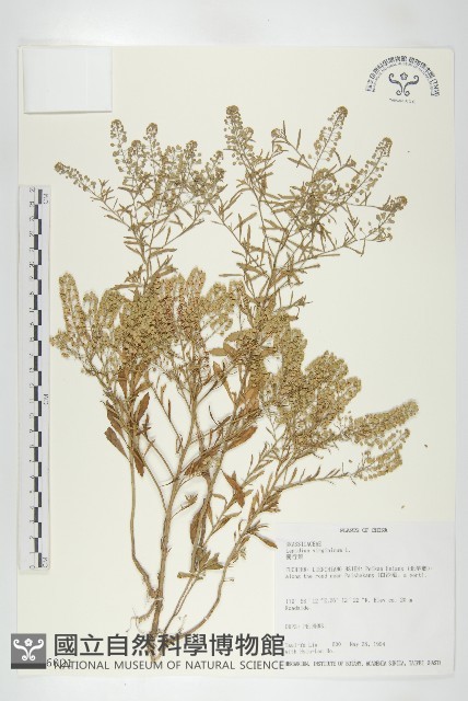 獨行菜藏品圖，第1張