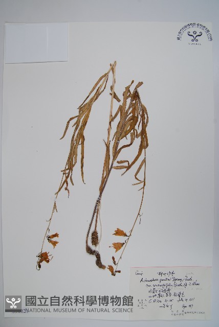 柳葉沙參藏品圖，第1張