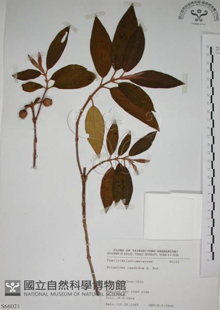 野牡丹藏品圖，第1張