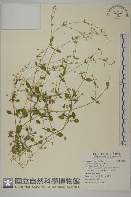 繁縷藏品圖，第1張