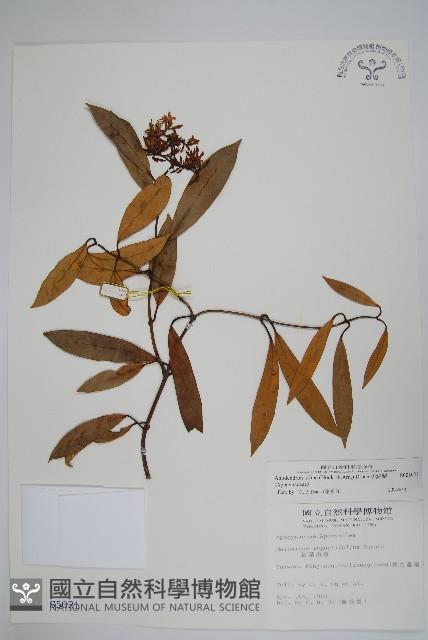 小錦蘭藏品圖，第1張