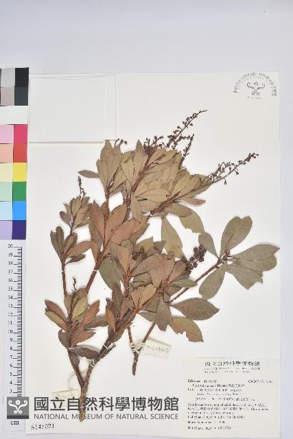 臺灣馬醉木藏品圖，第1張