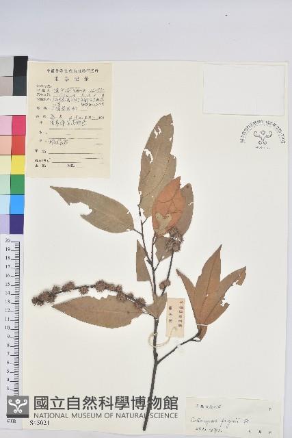 火燒柯、栲樹藏品圖，第1張