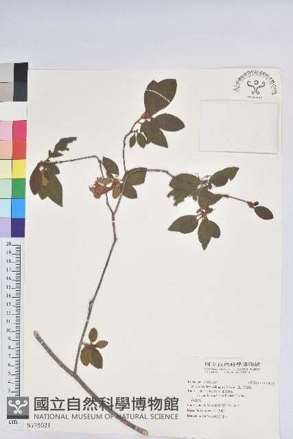 金毛杜鵑藏品圖，第1張