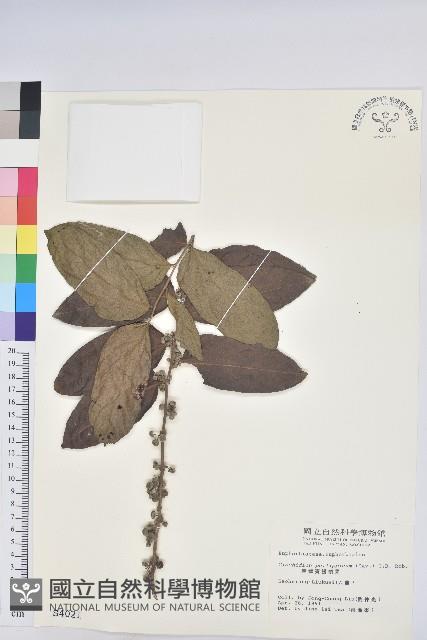 菲律賓饅頭果藏品圖，第1張