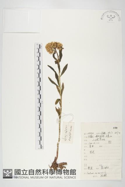 費菜藏品圖，第1張