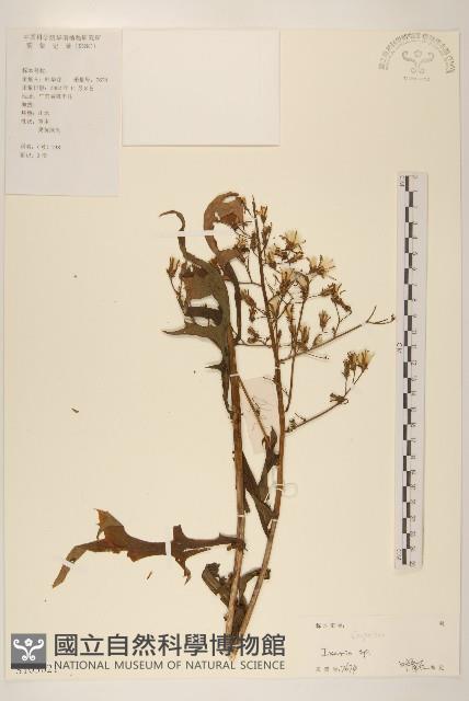 登錄號:S103021藏品圖，第1張