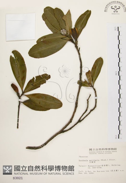 大頭茶藏品圖，第1張