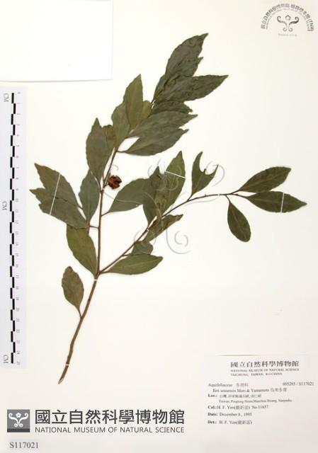 烏來冬青藏品圖，第1張