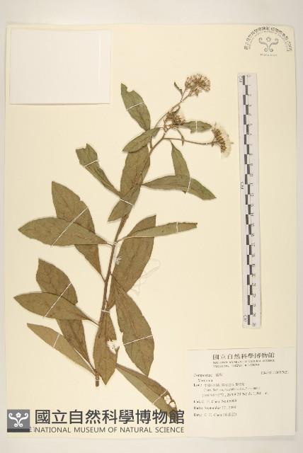 登錄號:S097021藏品圖，第1張