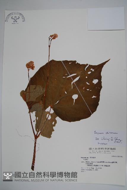 溪頭秋海棠藏品圖，第1張