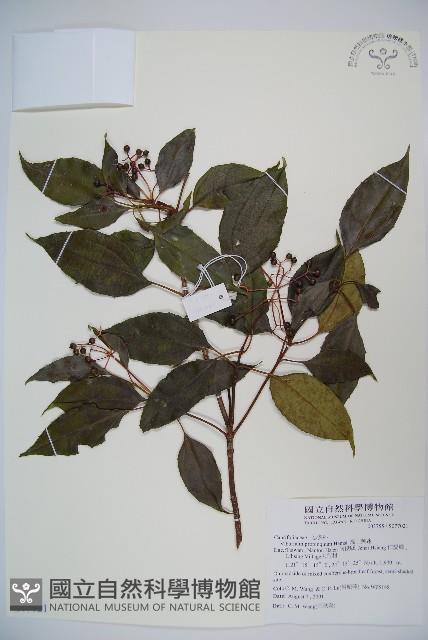 高山莢迷藏品圖，第1張