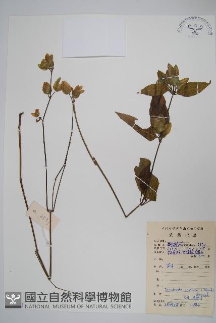 九頭獅子草藏品圖，第1張