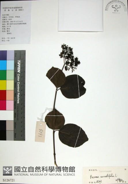 臭娘子藏品圖，第1張