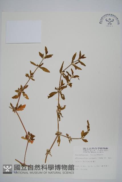 登錄號:S006721藏品圖，第1張