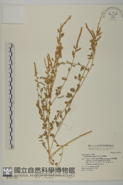 變葉藜藏品圖，第1張