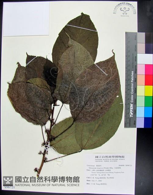 三脈紫麻藏品圖，第1張