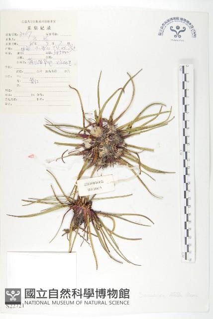 星狀風毛菊藏品圖，第1張