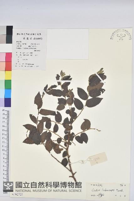 毛果巴豆藏品圖，第1張