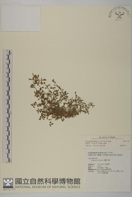 石胡荽、吐金草藏品圖，第1張