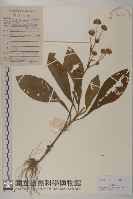 白花地膽草藏品圖，第1張