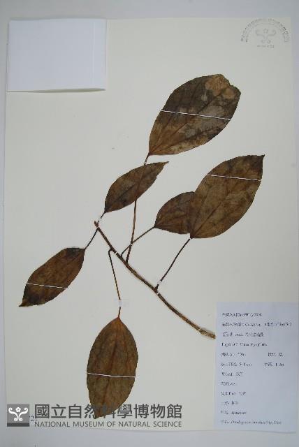 樹參藏品圖，第1張