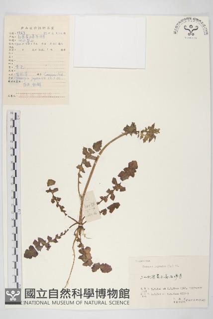 黃鵪菜藏品圖，第1張