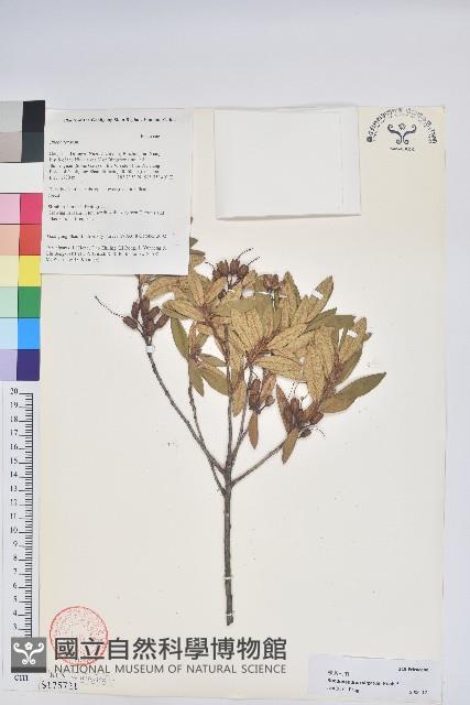 柳條杜鵑藏品圖，第1張