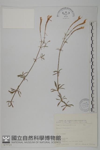 蠅子草藏品圖，第1張