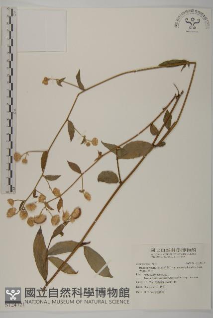 大頭艾納香藏品圖，第1張