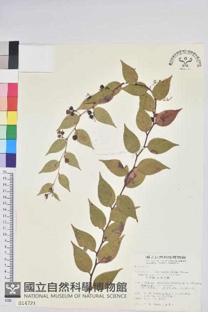 白珠樹藏品圖，第1張