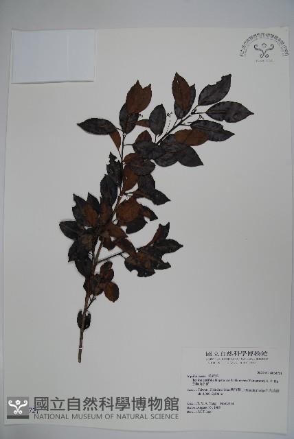 白狗山冬青藏品圖，第1張