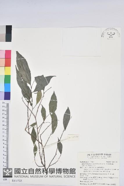 密花五月茶藏品圖，第1張