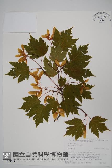 登錄號:S074721藏品圖，第1張