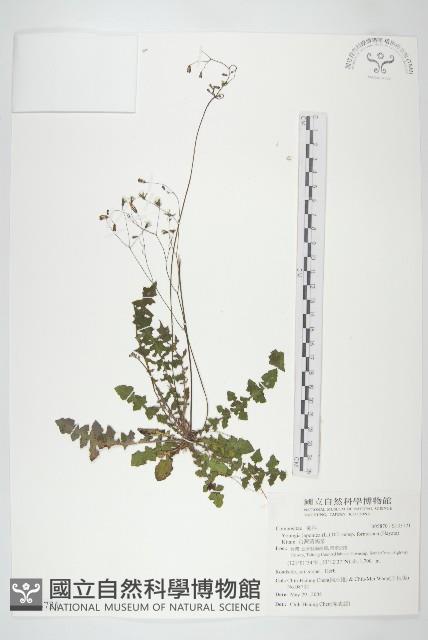 台灣黃鵪菜藏品圖，第1張