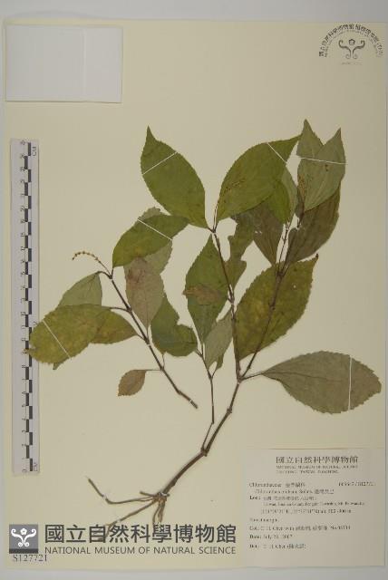 臺灣及己藏品圖，第1張