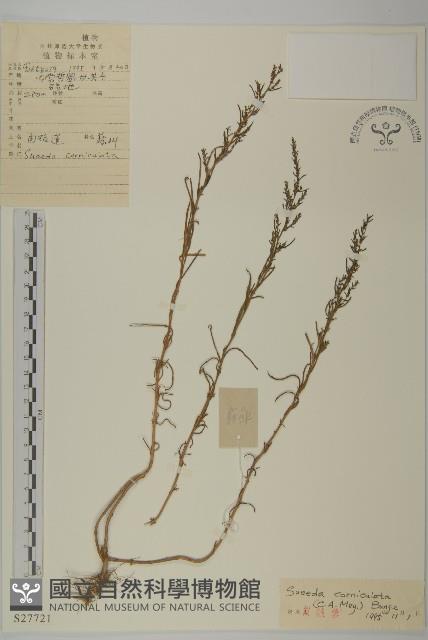 角果鹼蓬藏品圖，第1張