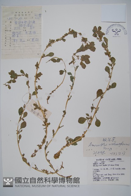 腋花莧藏品圖，第1張