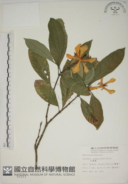 山黃梔藏品圖，第1張