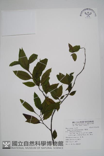 冷飯藤藏品圖，第1張