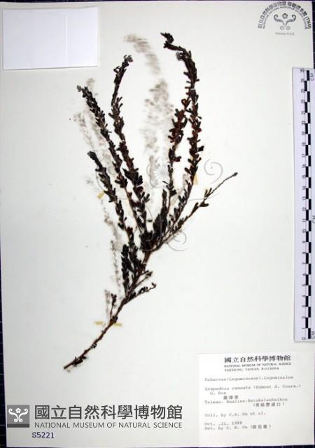 鐵掃帚、千里光藏品圖，第1張