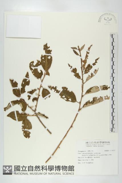 登錄號:S115221藏品圖，第1張