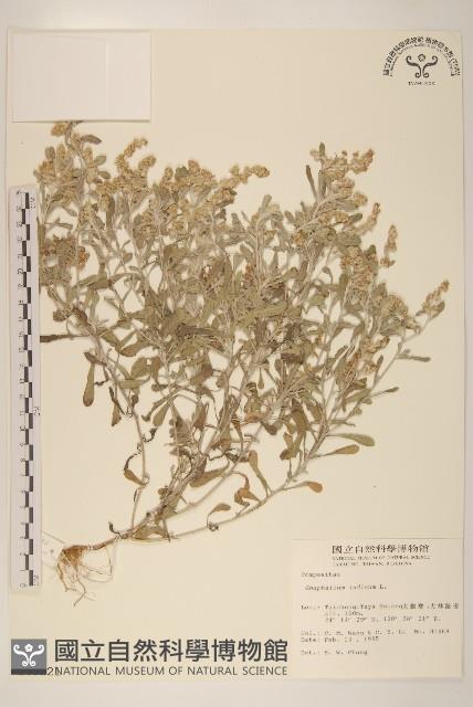 多莖鼠麴草藏品圖，第1張