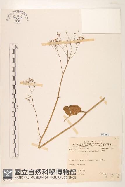 一枝香藏品圖，第1張