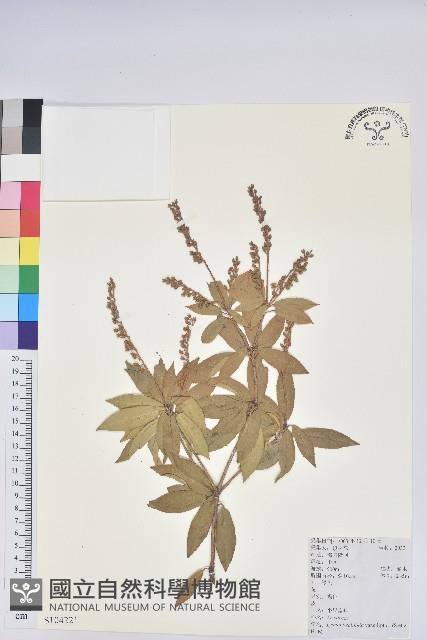 小果南燭藏品圖，第1張