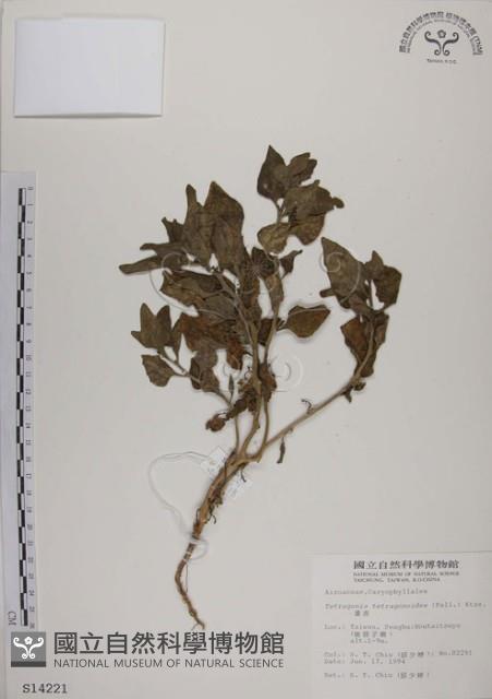 番杏藏品圖，第1張